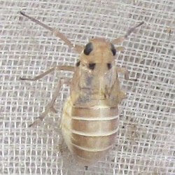 Stiroma bicarinata